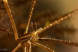 Arrow crab details. by Mehmet Salih Bilal 
